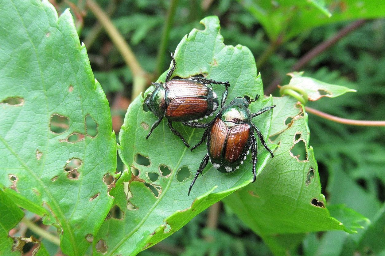 Two Japanese beetles with metallic green heads and copper wings resting on a damaged green leaf.