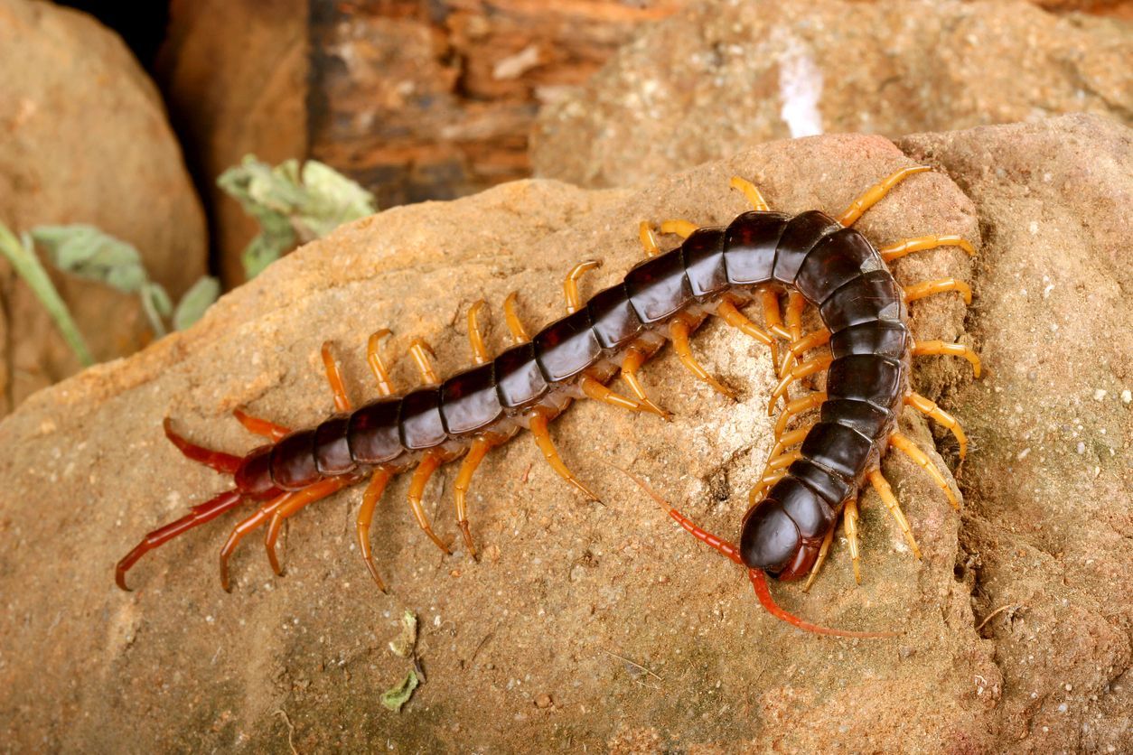 A dark, segmented centipede with orange legs rests on a textured, light-brown rock.