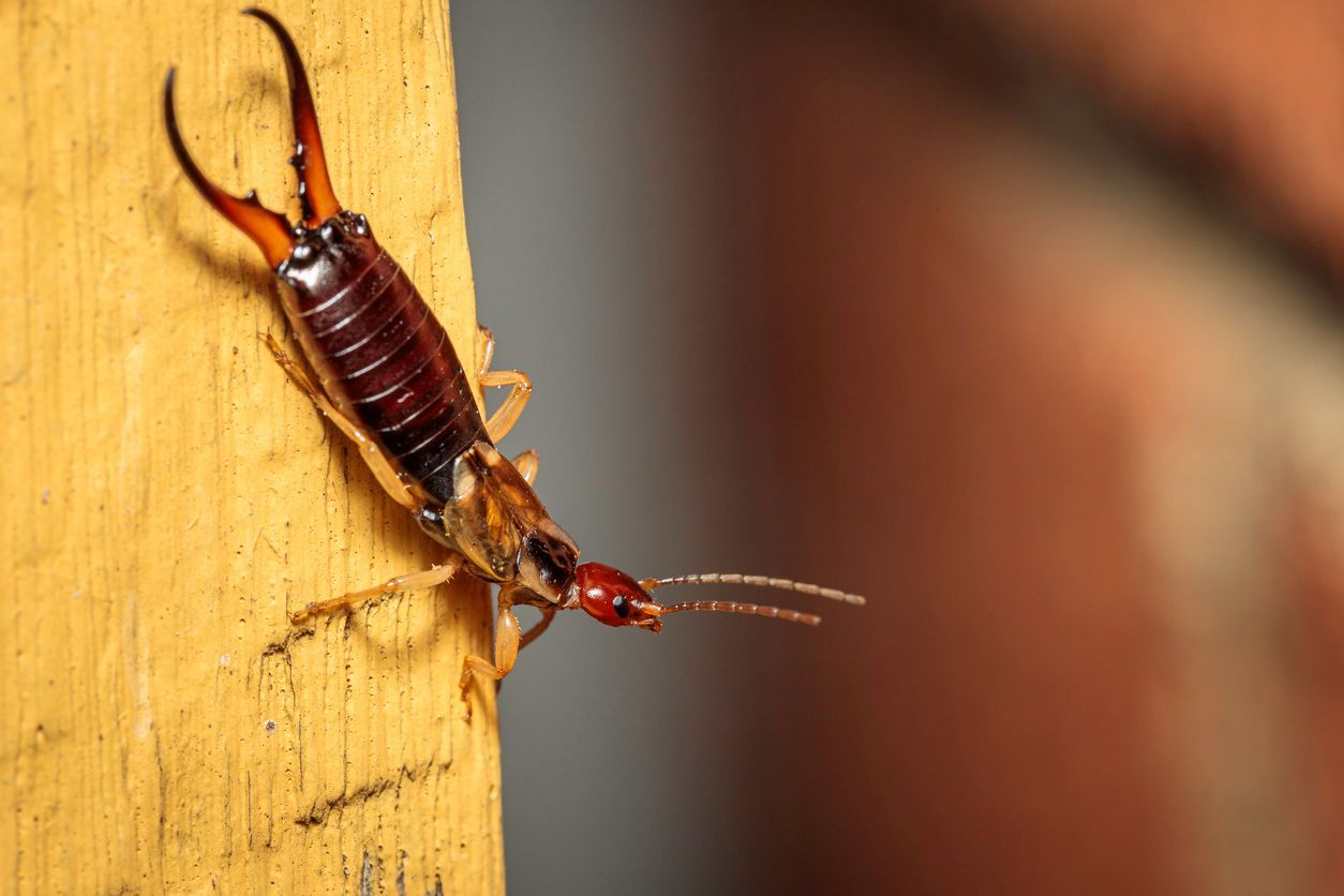 A reddish-brown earwig with prominent pincers climbing a yellow wooden surface.