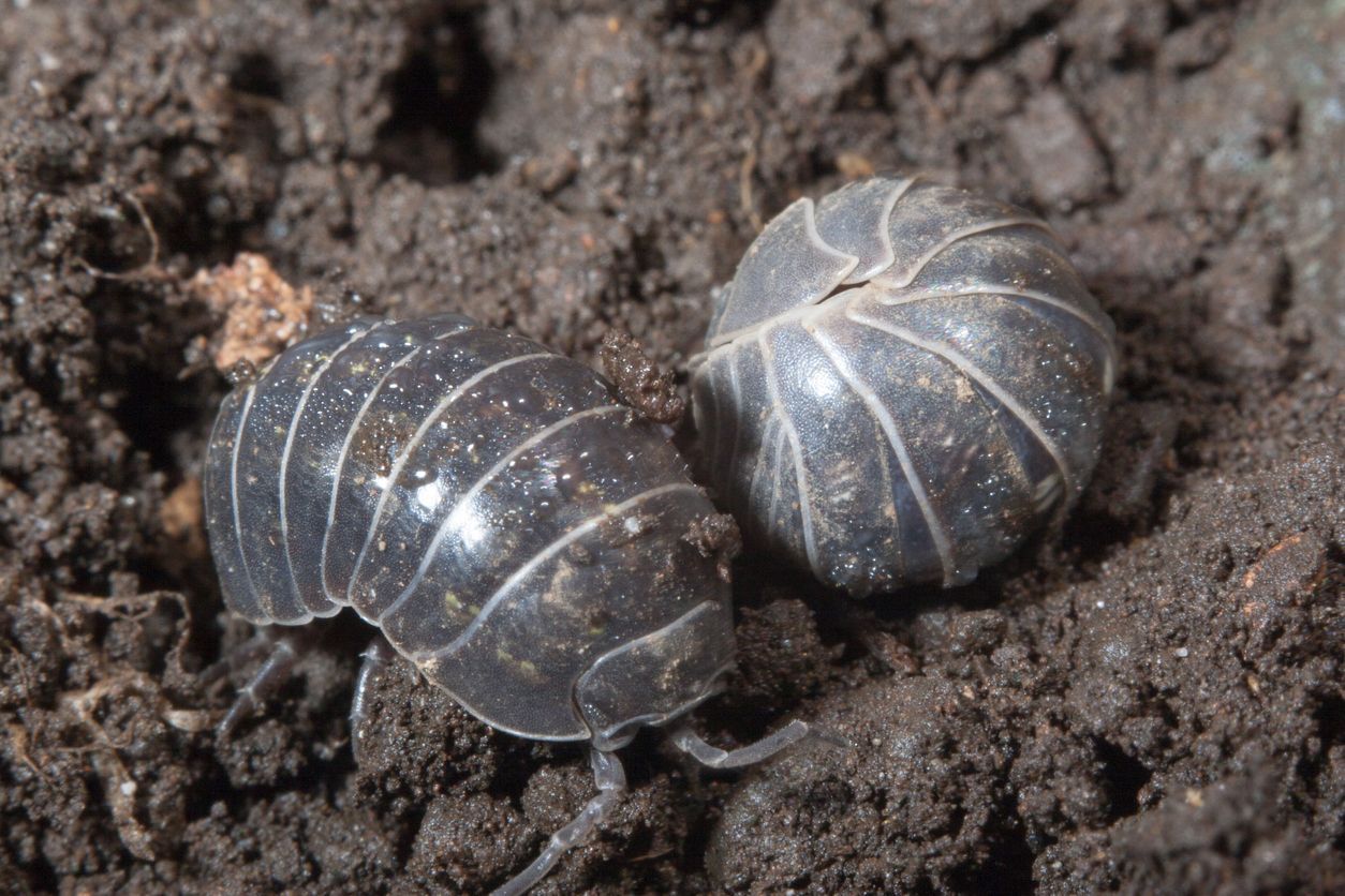 Two shiny, dark-gray pill bugs, one partially curled into a ball, resting on dark, damp garden soil.