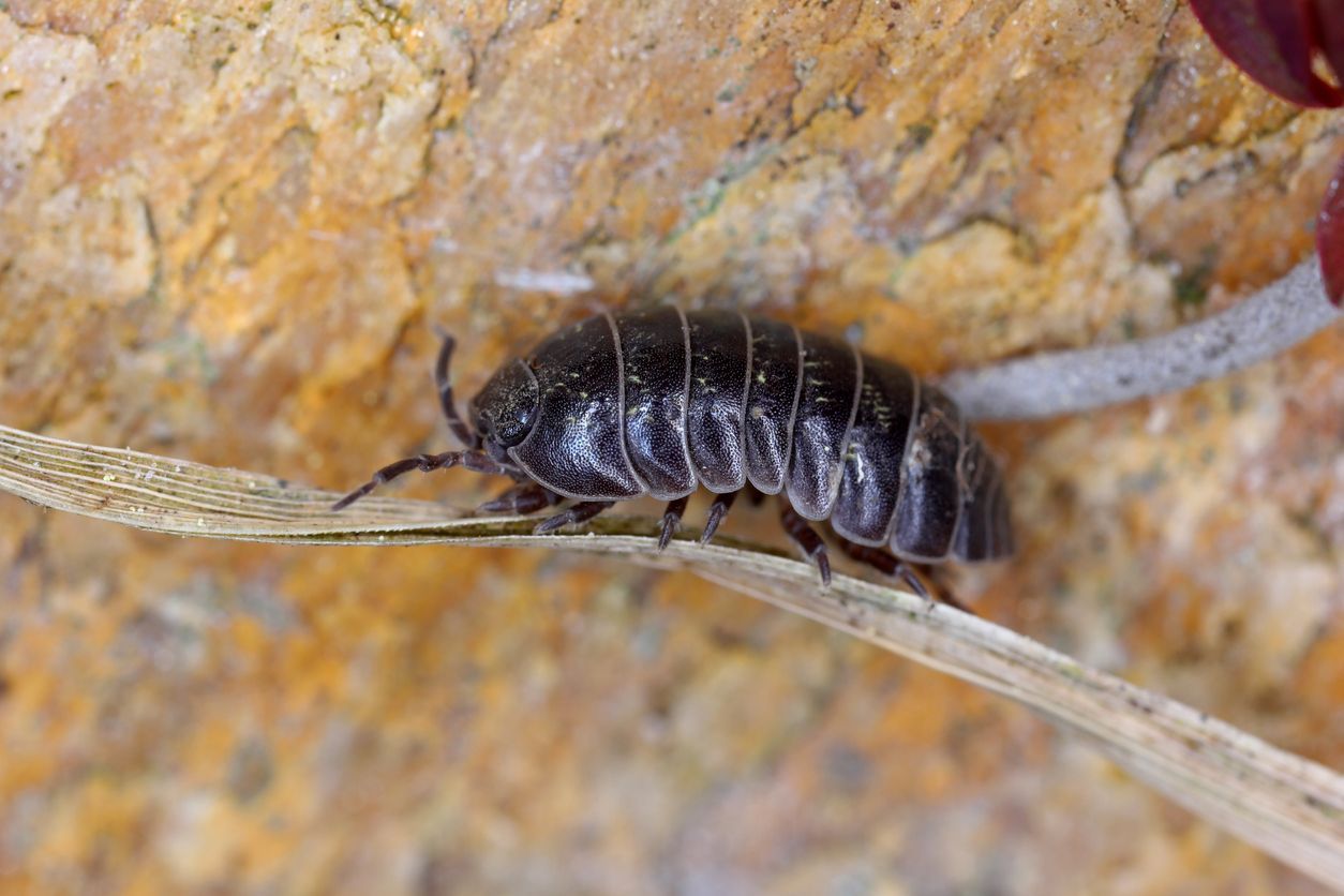 A dark, segmented woodlouse crawls along a thin, dried blade of grass in front of a textured, mottled brown stone surface.
