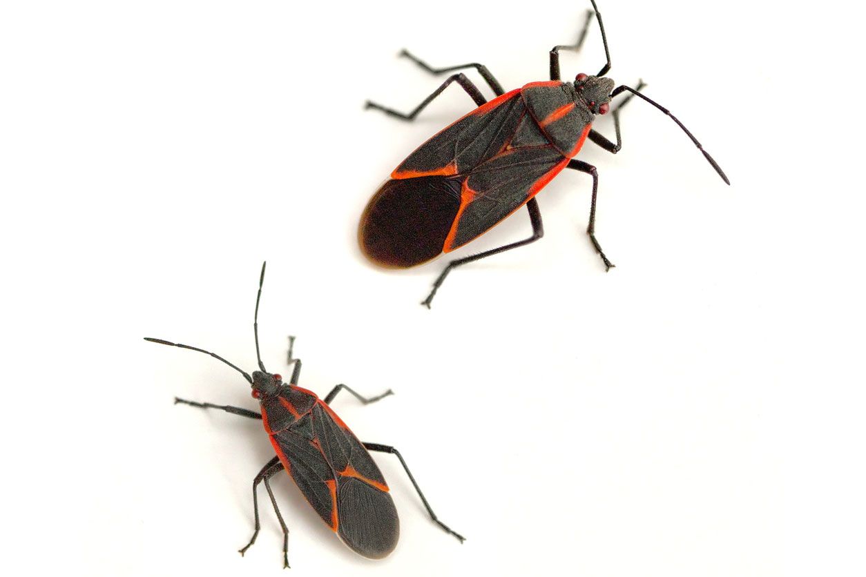 Two boxelder bugs, black with red markings, positioned on a plain white background.