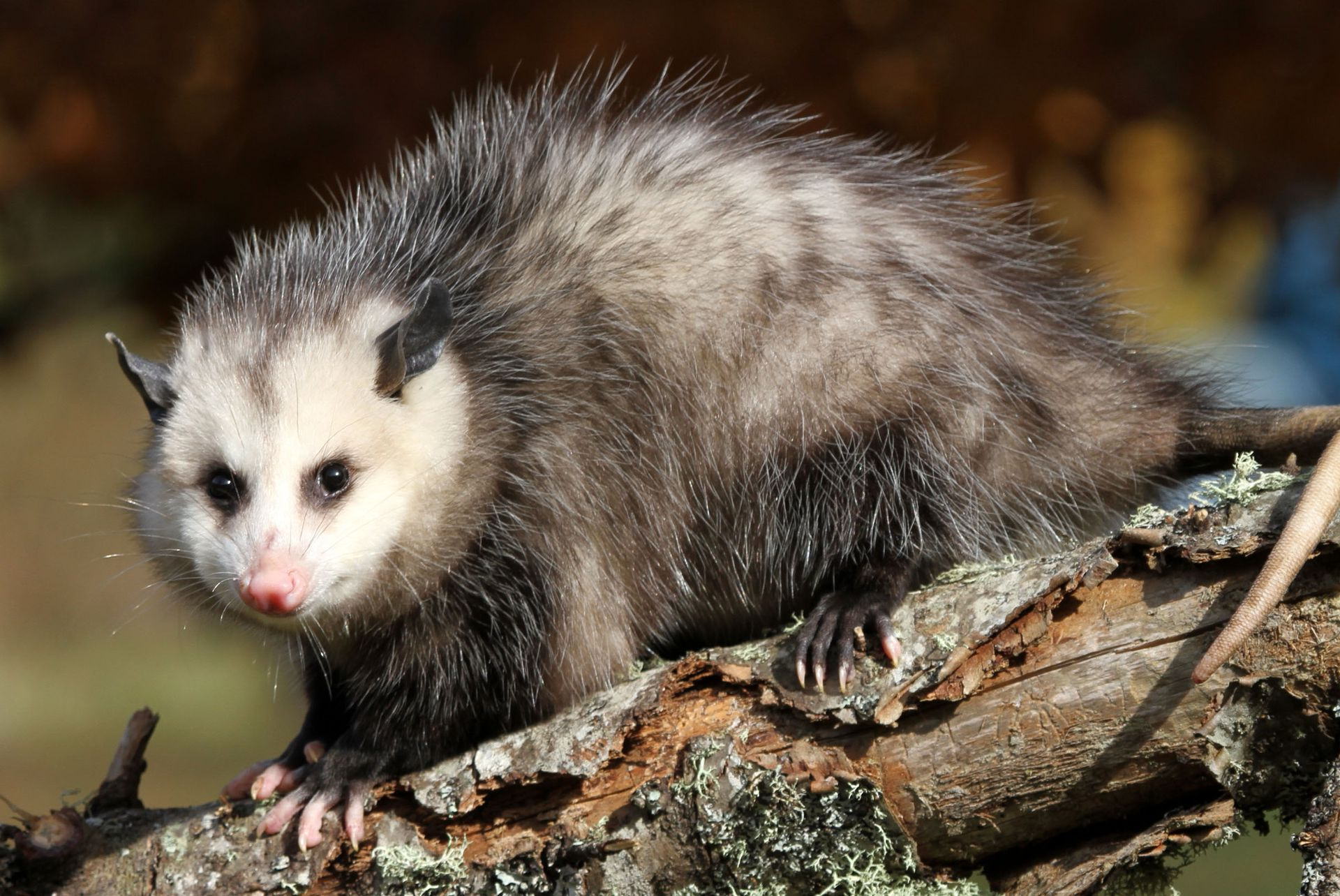 A Virginia opossum with a white face and shaggy gray fur perched on a textured tree branch.