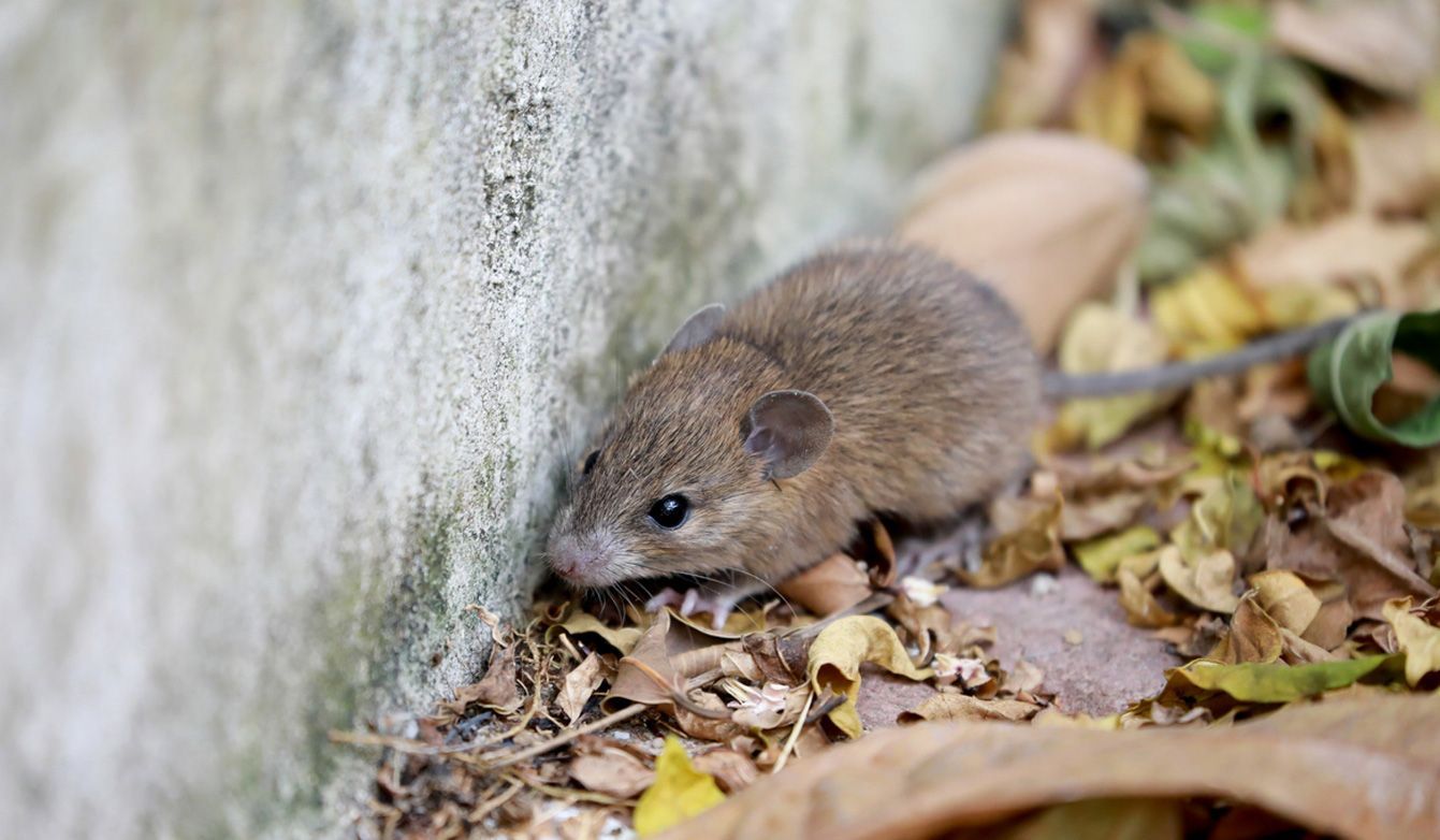 A small brown mouse sits on dry leaves next to a textured white stone wall.