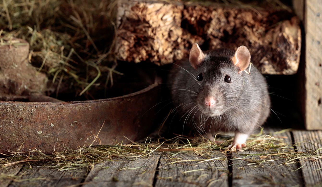 A dark grey rat with large ears and whiskers, perched on weathered wooden boards near hay and rustic logs.