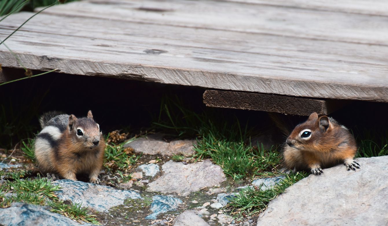 Two chipmunks sit under a wooden deck, one on grass and one on a rock, both looking toward the center.