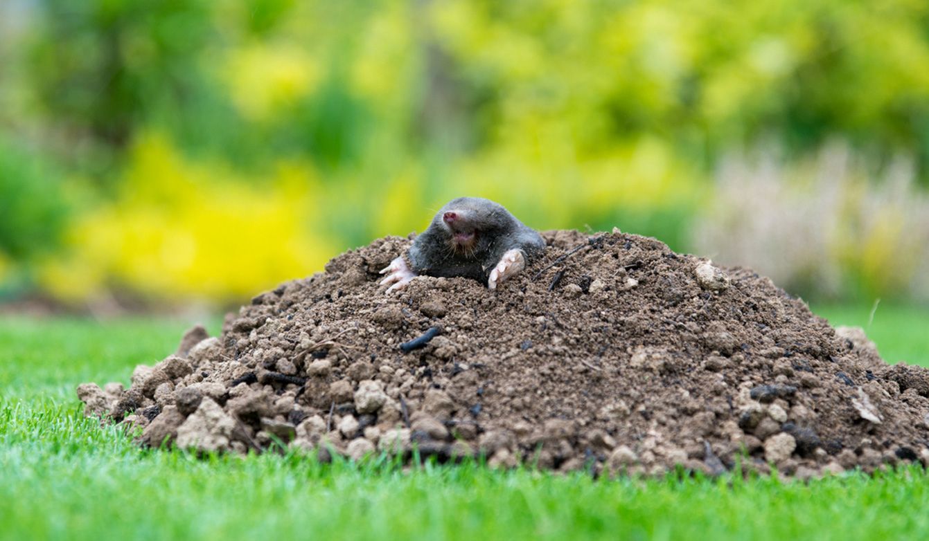 A small, dark mole emerges from the top of a fresh mound of brown soil situated in a grassy green garden.