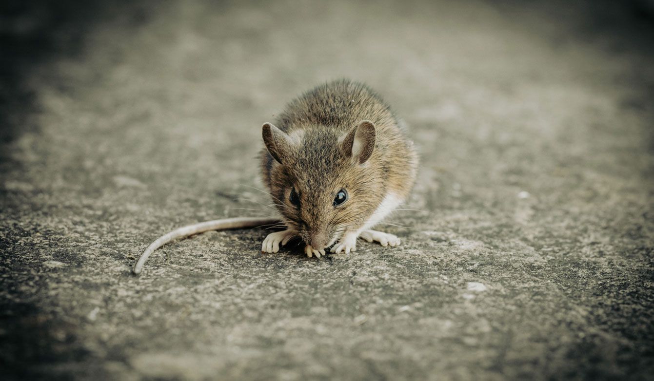 A small brown mouse crouches on a textured grey concrete surface, looking down at the ground.