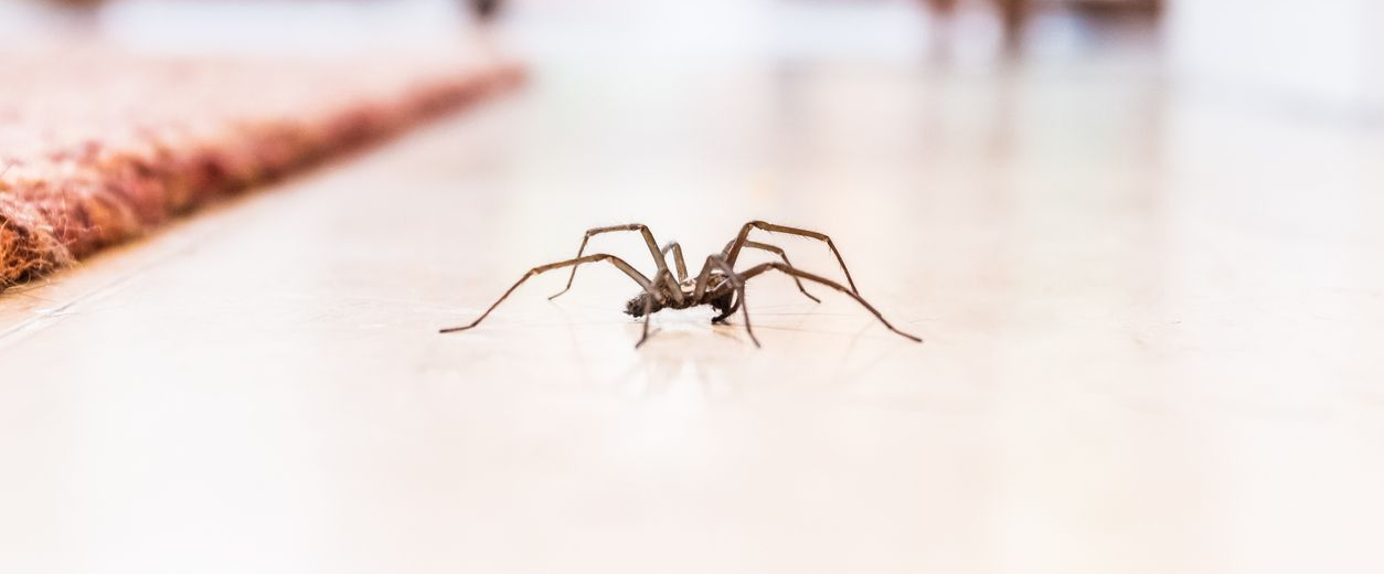 A brown spider crawls across a smooth, light-colored floor with a textured mat in the background.