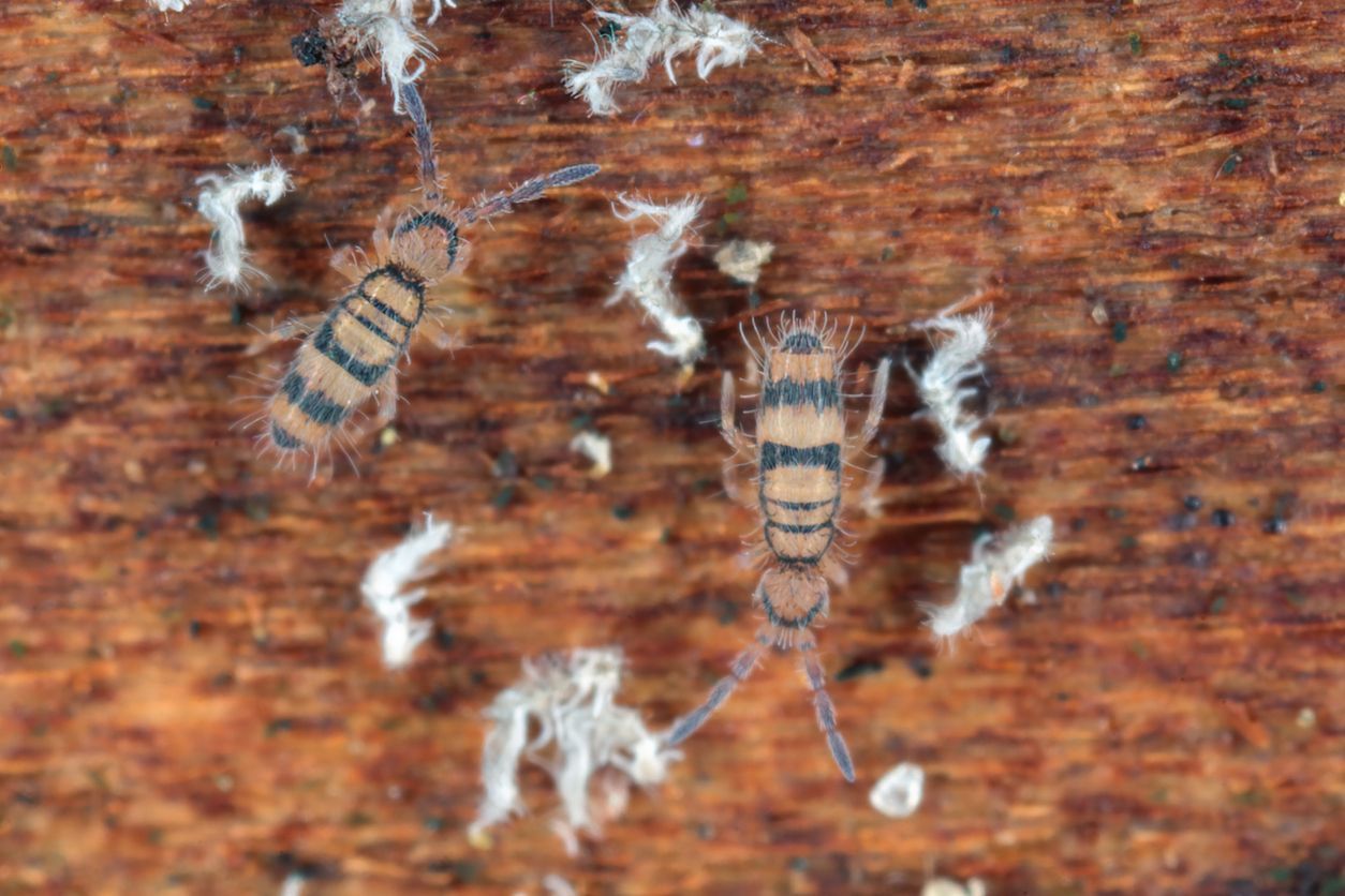 Two small, banded, tan-and-black springtails crawl on a textured, brown wooden surface surrounded by white debris.