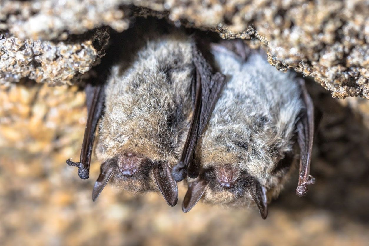 Two furry, gray-brown bats huddle together, hanging upside down within a dark, rocky crevice.