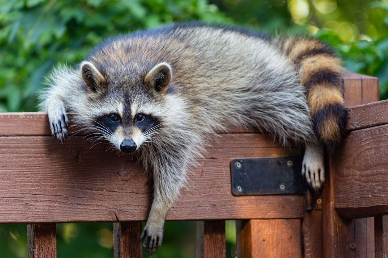 A raccoon lies stretched across a wooden fence, looking directly at the camera with its tail hanging down the side.