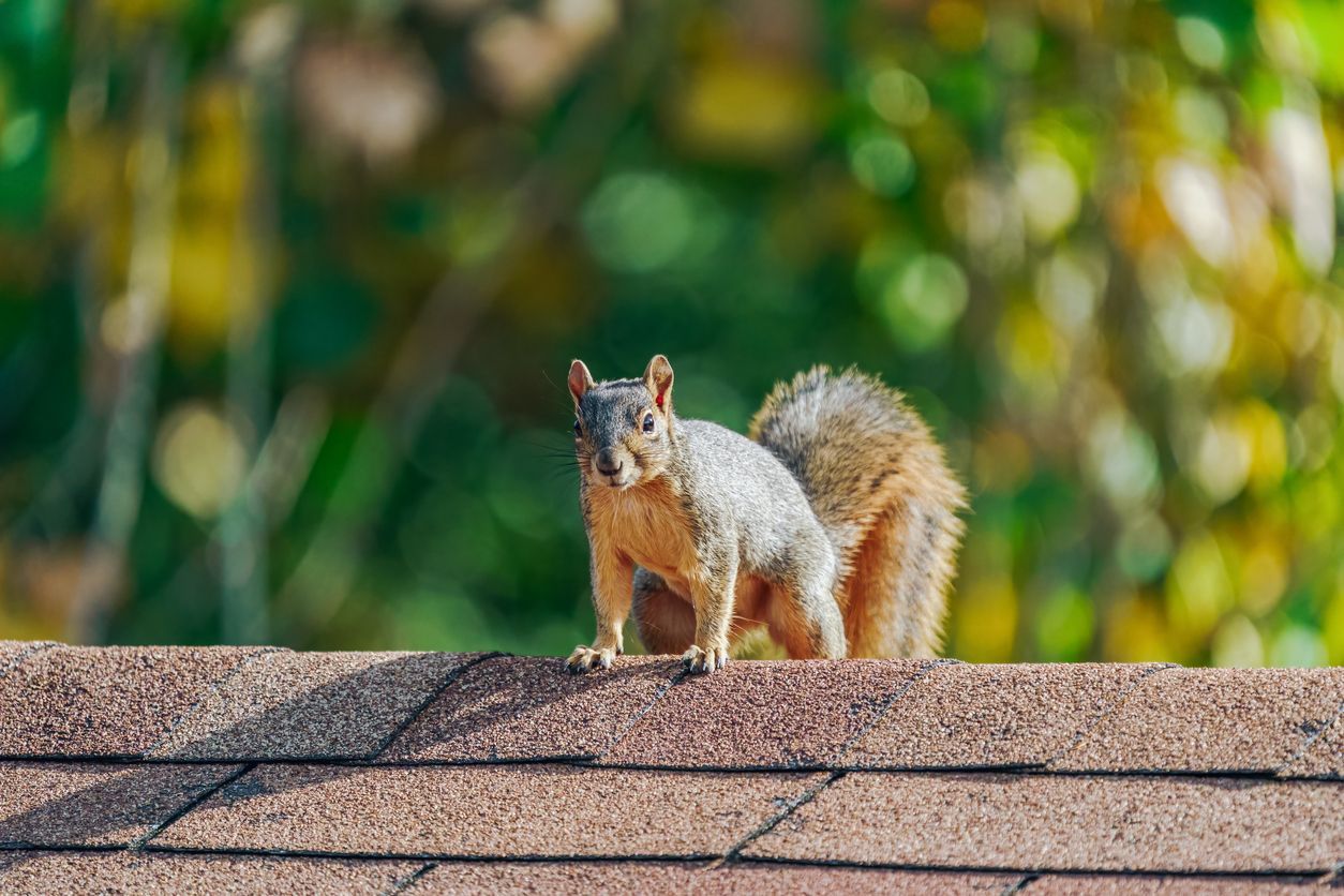 A squirrel with gray and orange fur stands on a textured brown shingle roof against a blurred, leafy background.