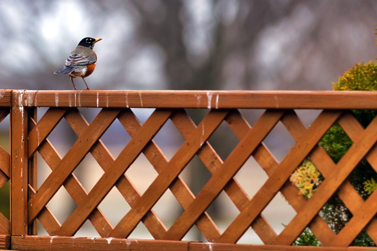 An American robin with an orange breast and grey wings stands on top of a brown wooden lattice fence.