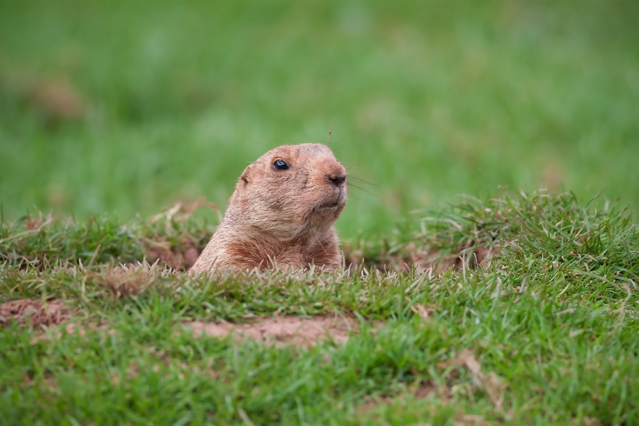 A brown prairie dog with a curious expression peering out from a burrow in a grassy field.