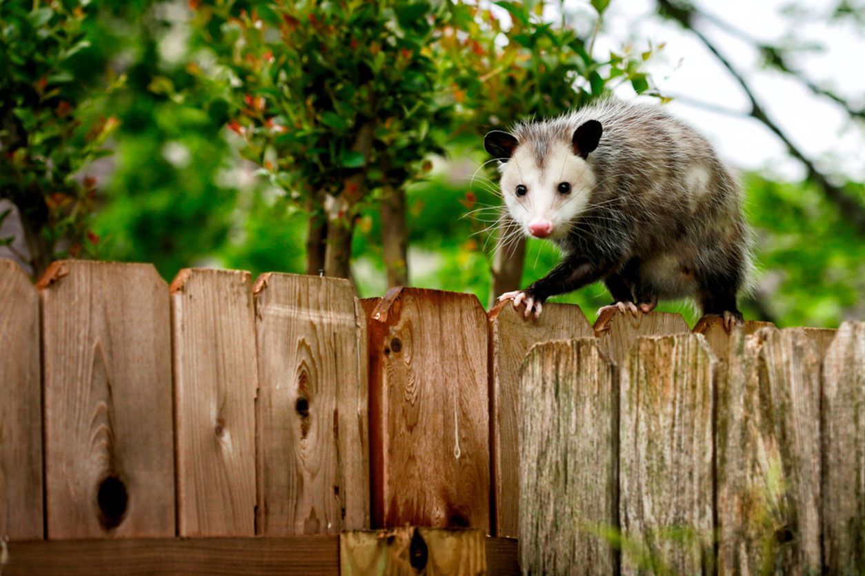 A gray and white opossum with a pink nose walks along the top edge of a wooden fence in front of green foliage.
