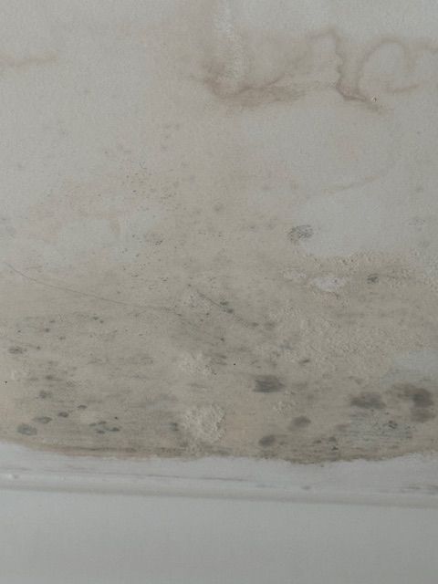 Mold and water damage on a white ceiling, with brown discoloration.