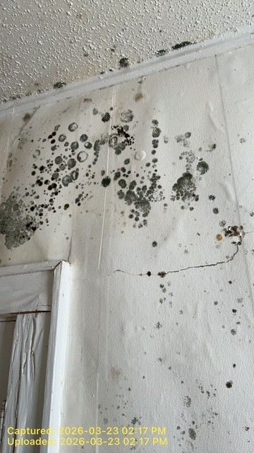 Extensive black mold growth covering a section of a white wall and ceiling near a door frame.