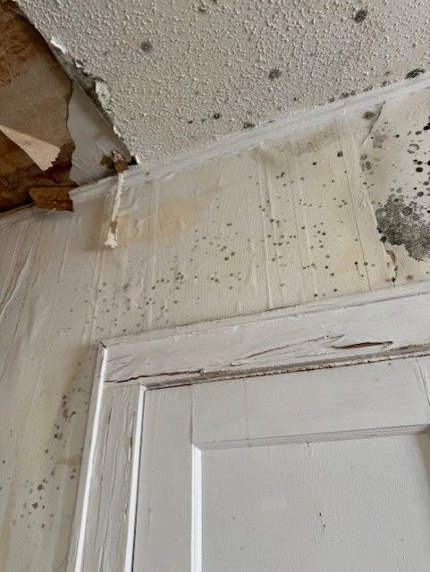 Significant mold growth on a white ceiling and wall above a wooden door frame, with peeling wallpaper and paint damage.