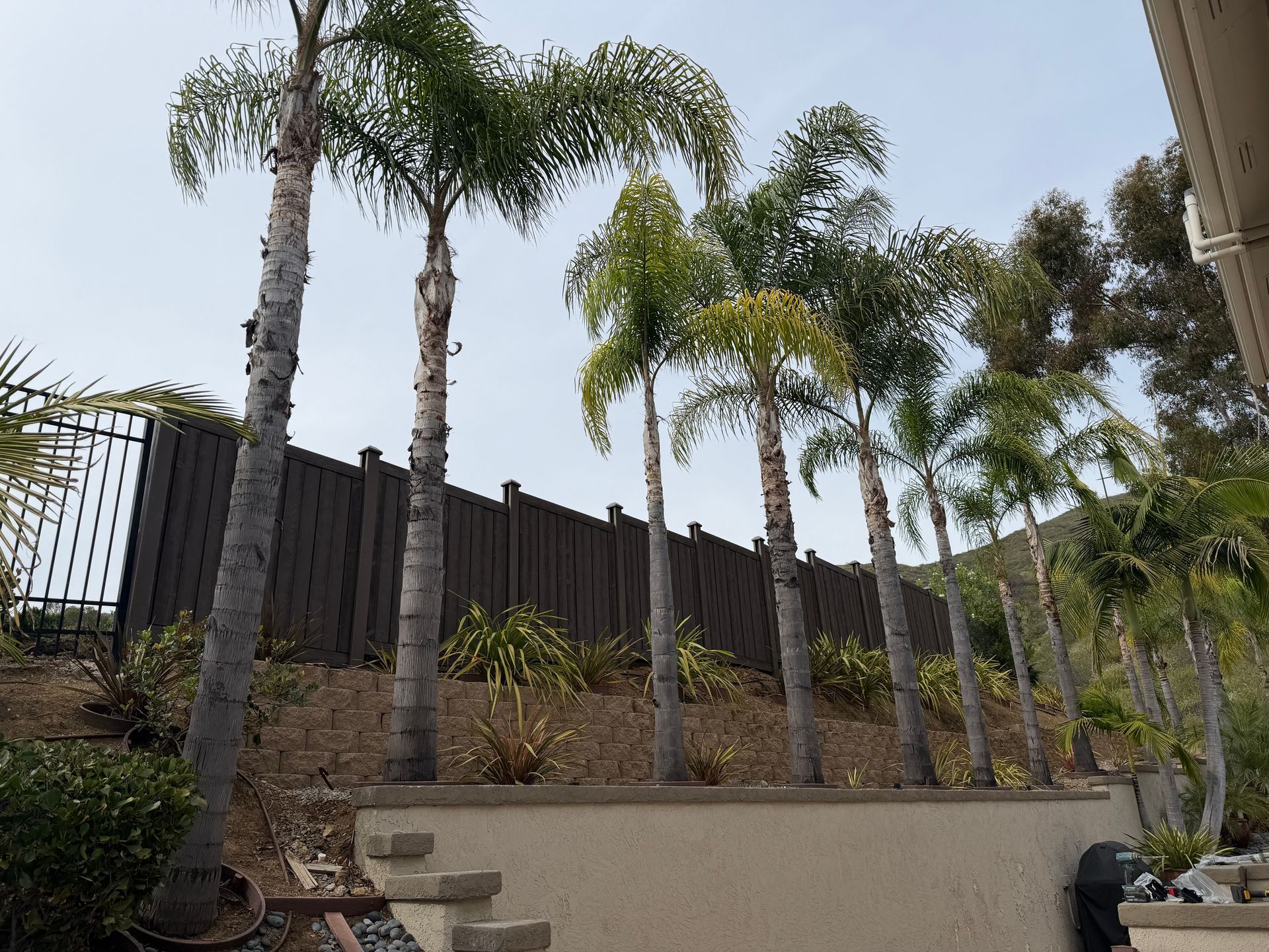 Tall palm trees line a sloped backyard beside a dark fence and stone retaining wall.