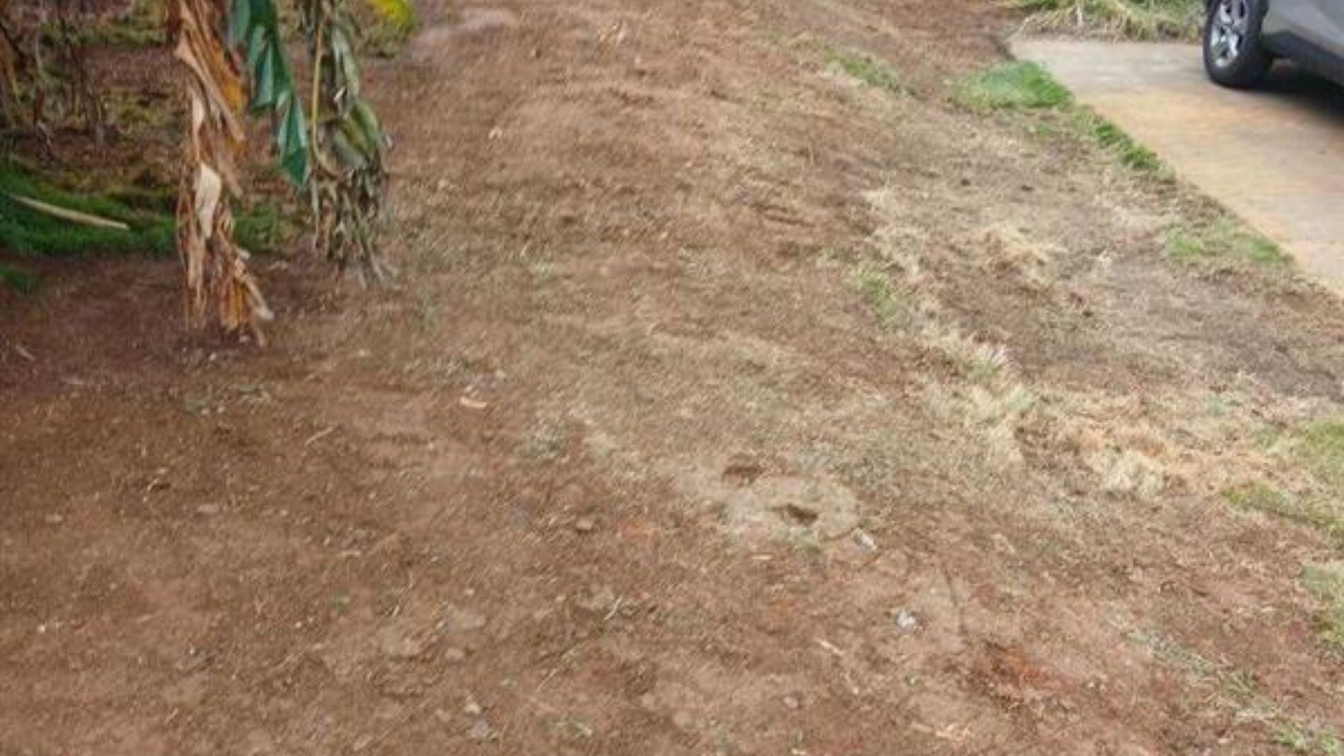 Bare dirt path beside banana plants, with a paved road edge on the right.