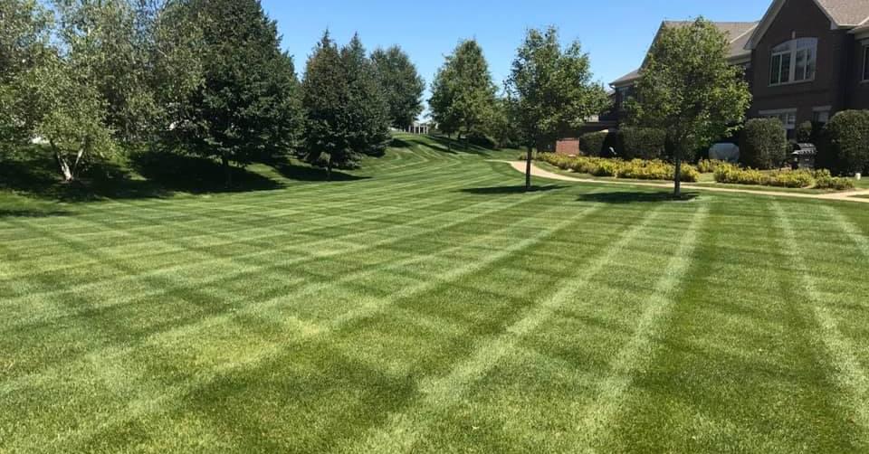 Newly mowed lawn