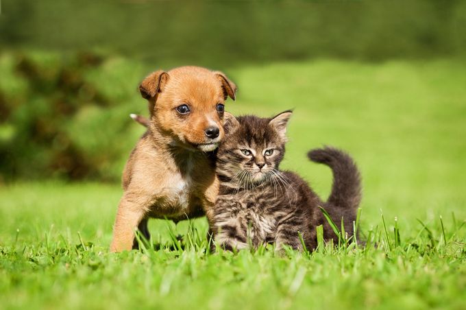 Greencastle Veterinary Hospital