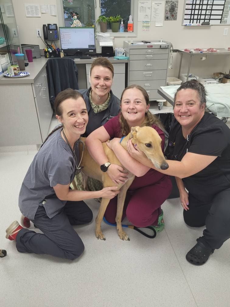 Four veterinary staff members smiling, holding a greyhound in an examination room.