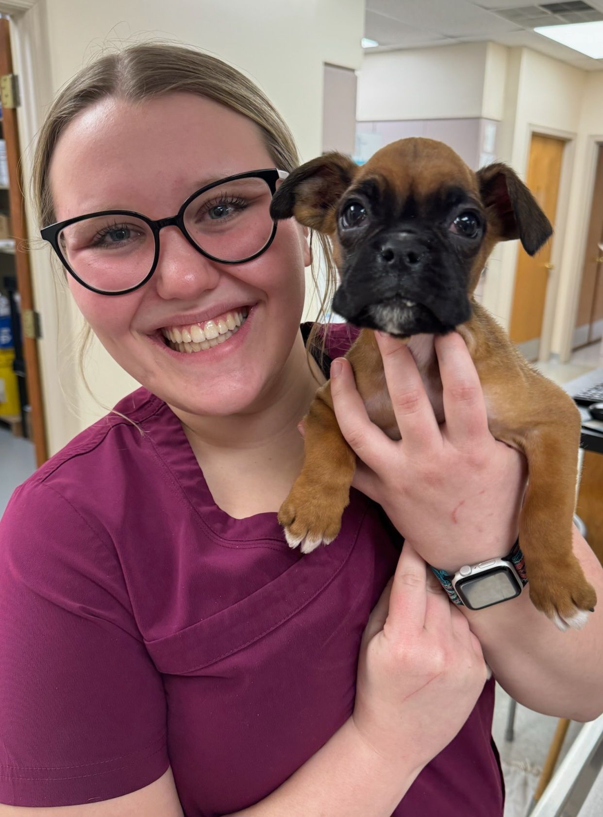 Woman in maroon scrubs holds a brown and black boxer puppy in a vet clinic, smiling.