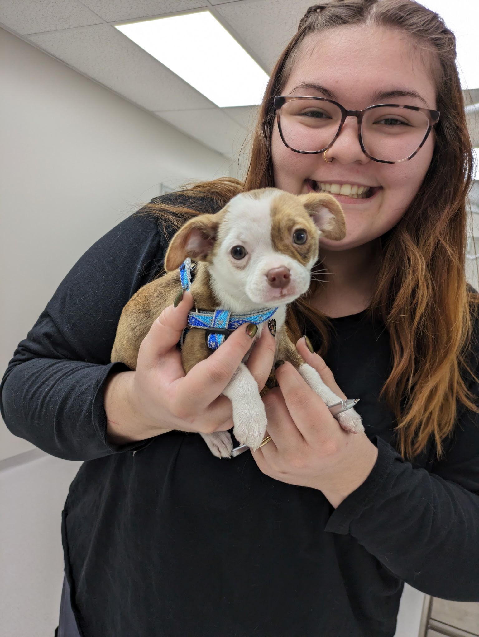Woman holding a small brown and white puppy wearing a blue harness. Both are smiling indoors.