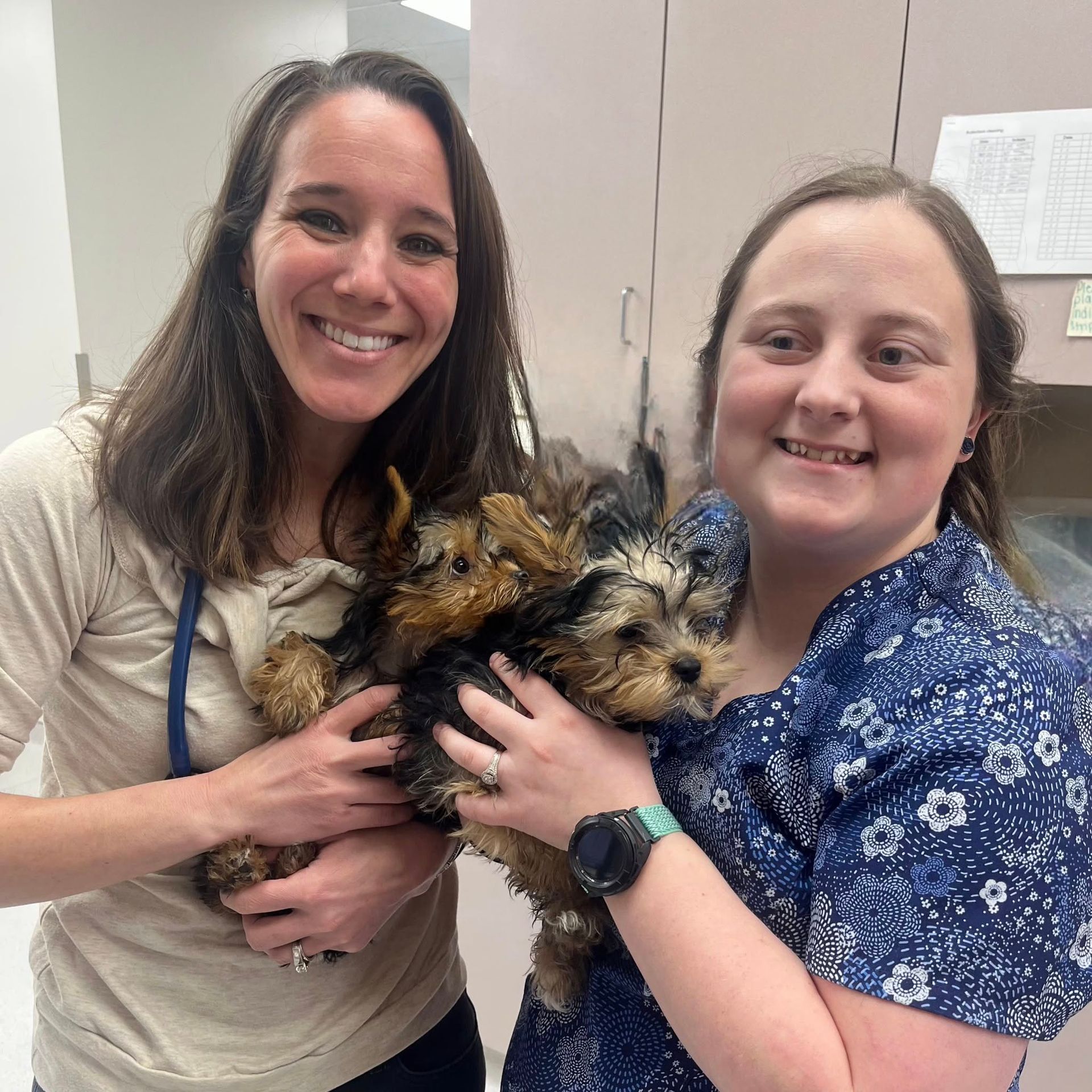 Two women holding two small Yorkshire Terriers in a veterinary office. They are smiling.