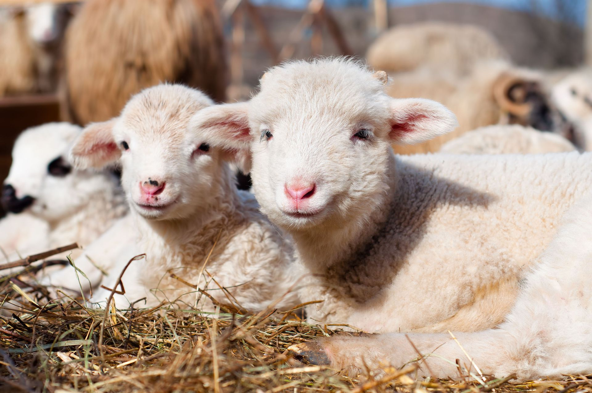 Greencastle Veterinary Hospital