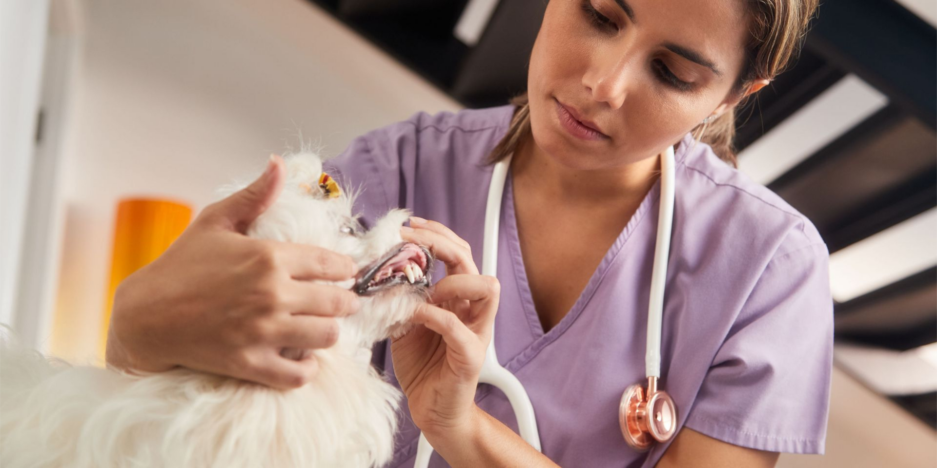 Greencastle Veterinary Hospital