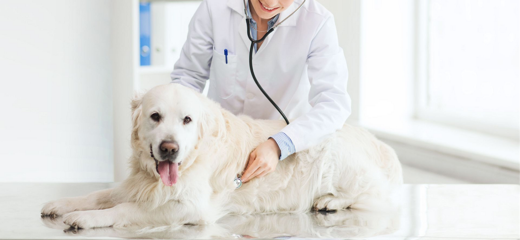 Greencastle Veterinary Hospital