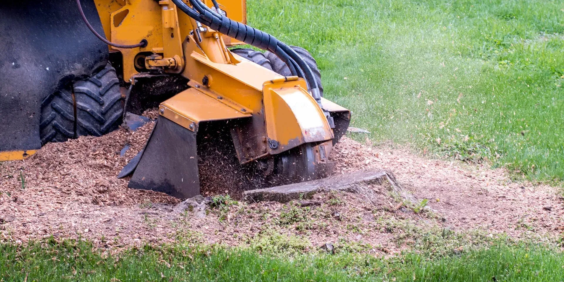 A yellow stump grinder is cutting a tree stump in the grass.
