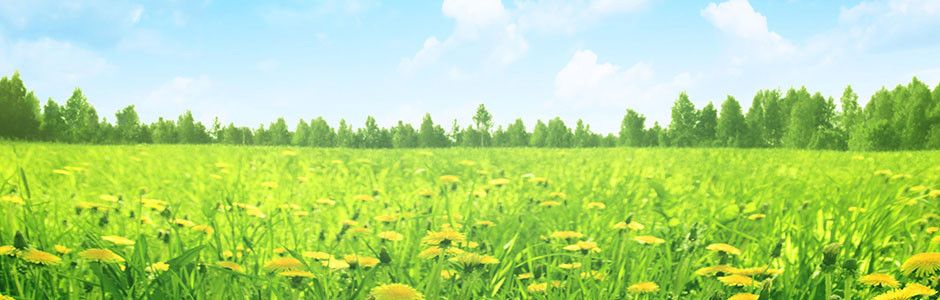 A field of dandelions with trees in the background on a sunny day.