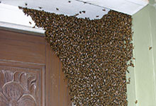Infestation of insects