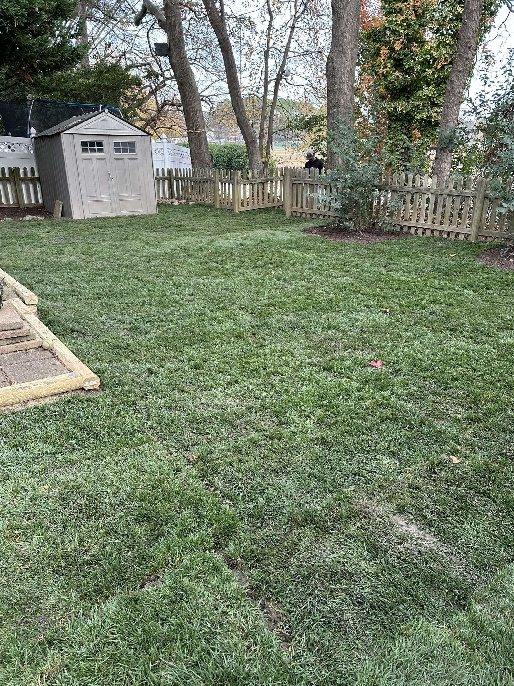 A backyard with a newly seeded lawn, shed, and picket fence.