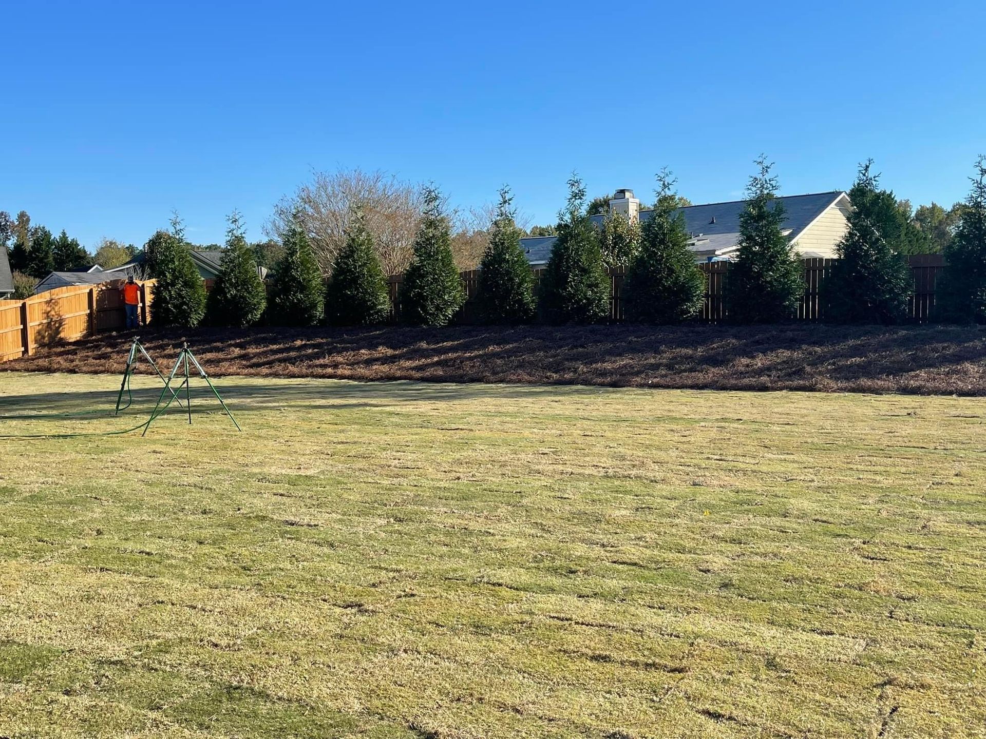 A backyard with sparse grass, a row of green trees, and a wooden fence under a clear blue sky.