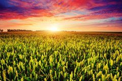 Corn crops