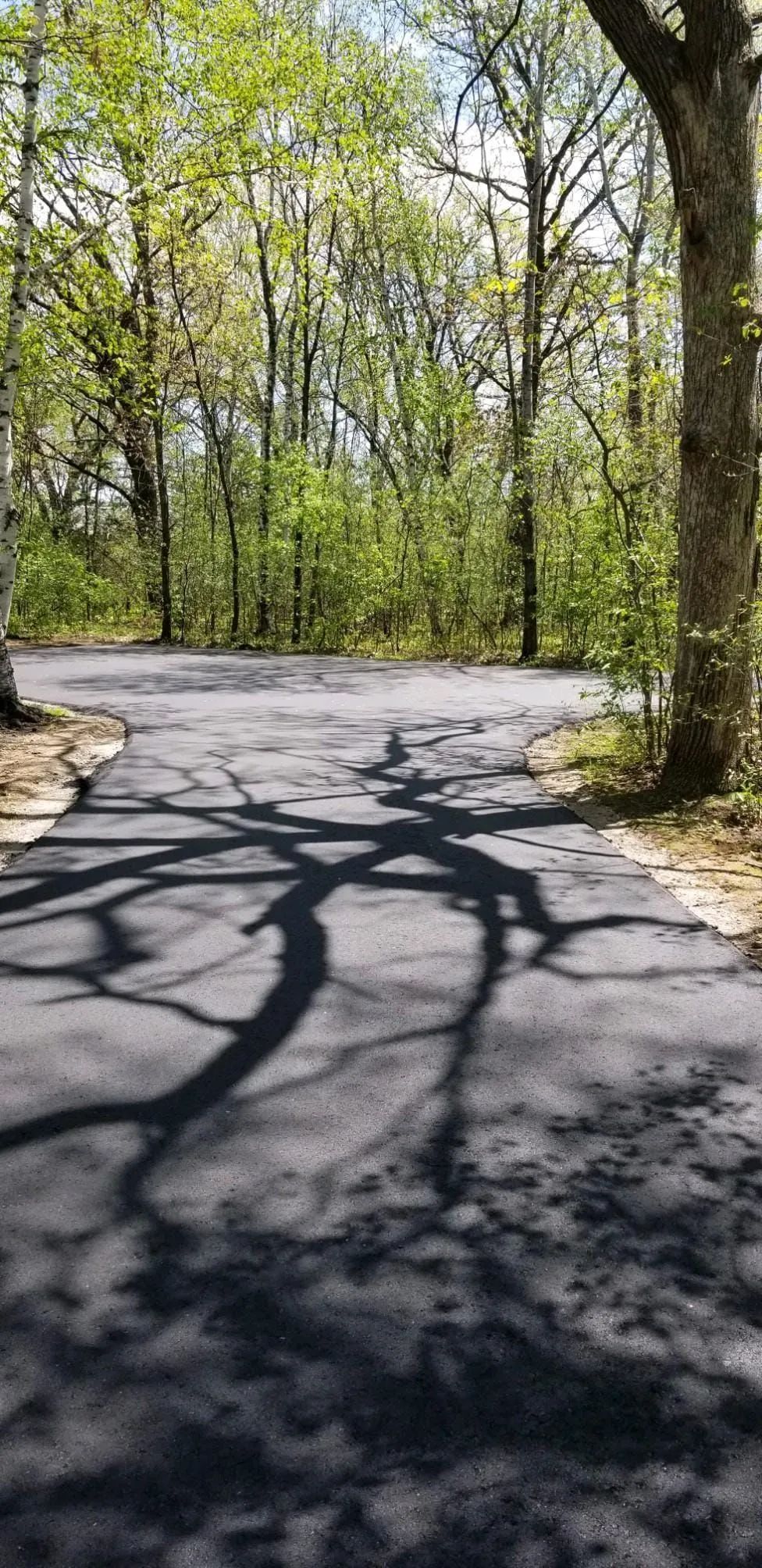 Asphalt road curves into a forest; tree shadows span the pavement; trees with green leaves line the background.