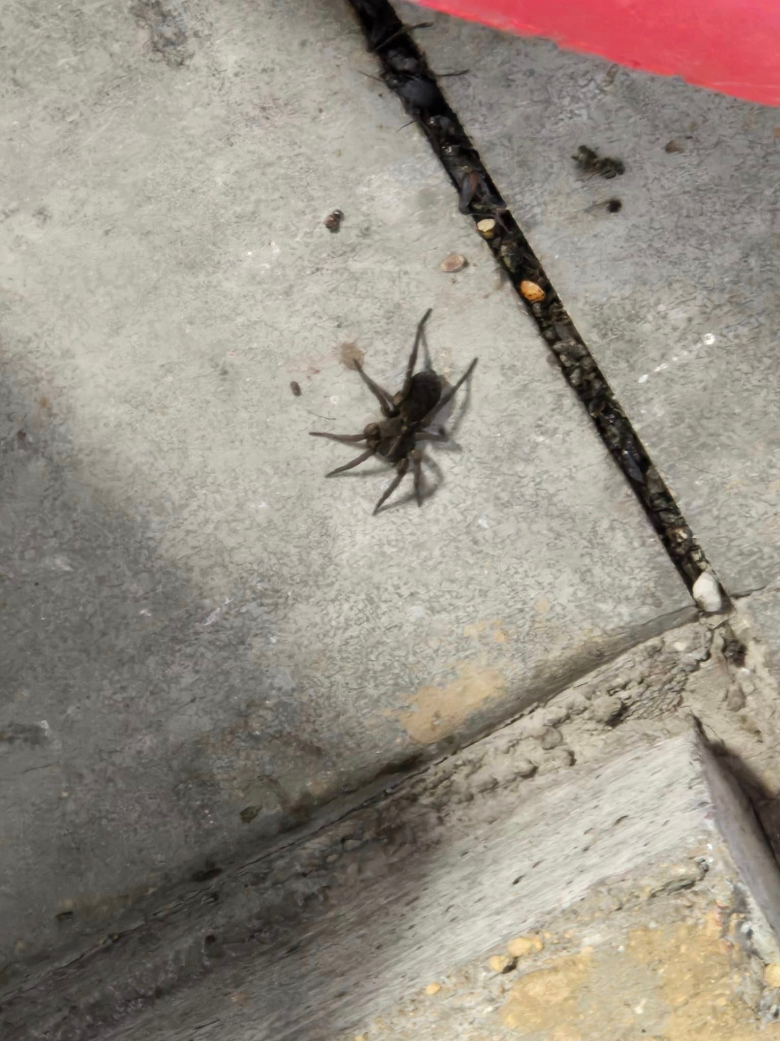 A spider is sitting on a concrete surface.