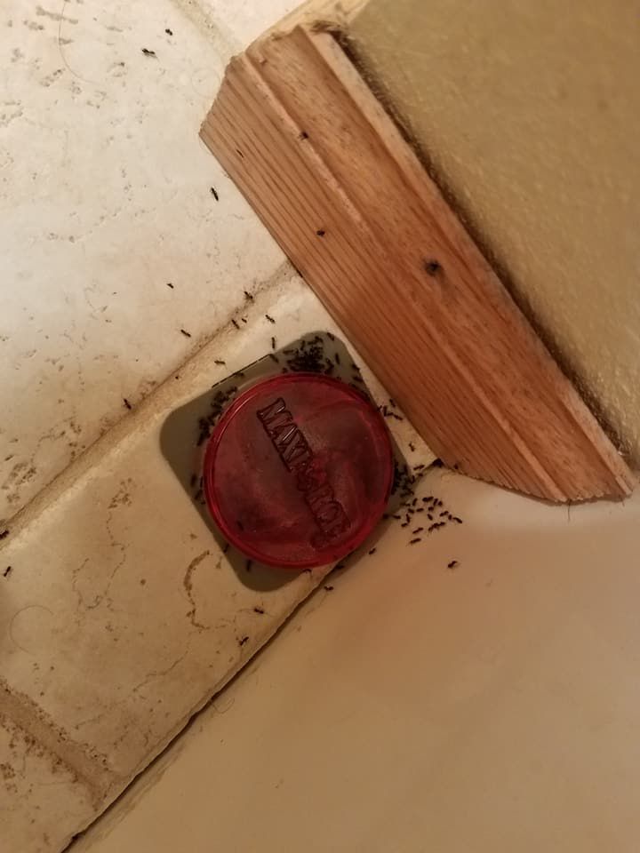 A bunch of ants are crawling on a tiled floor next to a wooden trim.