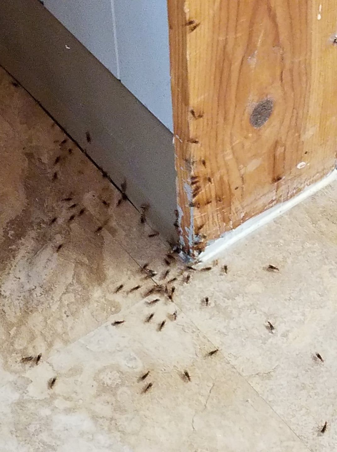 A bunch of ants are crawling on the floor near a wooden wall.