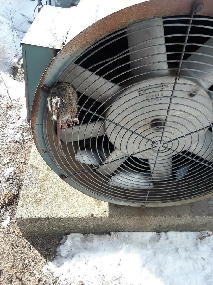A trapped rodent behind the fan