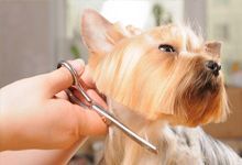 Dog Grooming