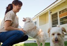 Pet Boarding