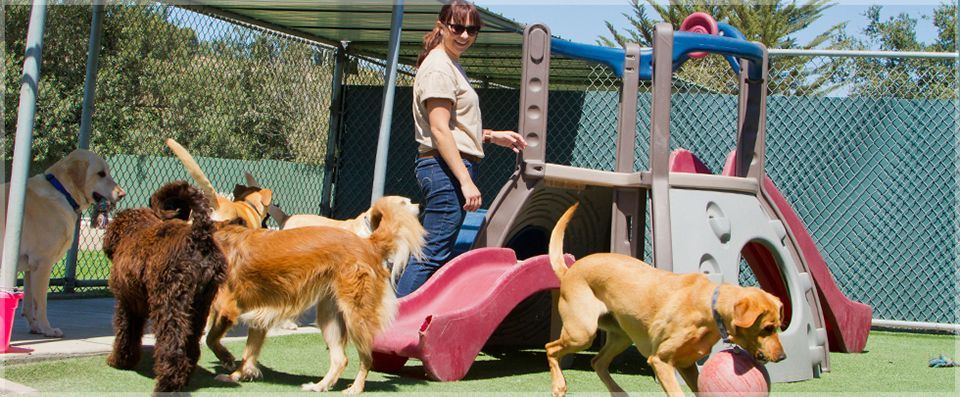 Pet Boarding