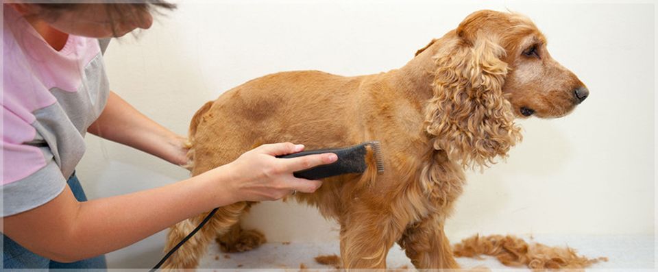 Dog Grooming