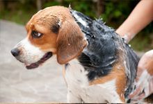 Dog Bath